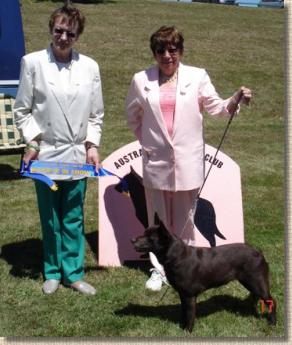 NZ CH Auskel Sally Rose