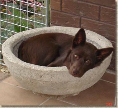 NZ CH Auskel Trudy Gal