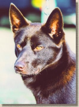 NZ CH Oatland Brandy Hawk