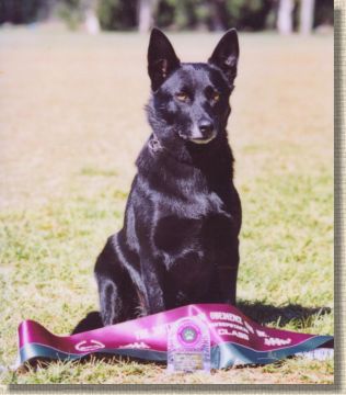 Oatland Black Beauty UD