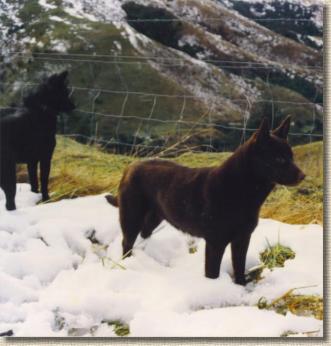 Our dogs enjoying the New Zealand Winter
