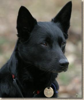 Oatland Black Beauty UD