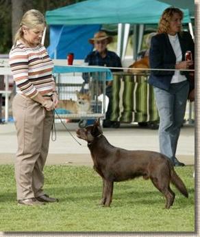 Aust Ch Oatland Gunadoo