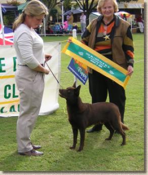 Aust Ch Oatland Gunadoo