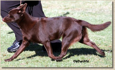 Aust Ch Oatland Kit Kat