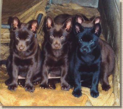puppies