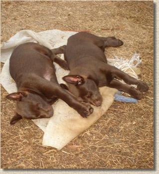 puppies