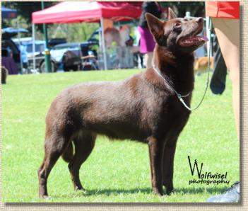 Wolfwizel Photography