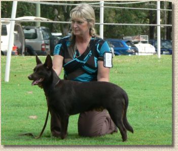 Aust Ch Oatland Tigerlilly