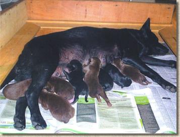 Vixen with puppies