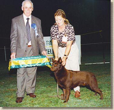 Aust Ch Oatland Warrior